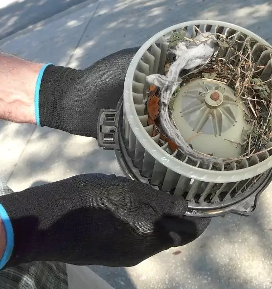 About Air Duct Mice Removal in Perrysburg, OH